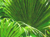 Ferns Painted 2 Poster Print - GST