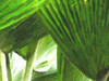Ferns Painted 1 Poster Print - GST