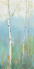 Birch Harmonies II Poster Print - C Ian