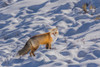 Red Fox Feb 20182 Poster Print - Online Galloimages