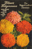 Biggest and Best Zinnias Poster Print - GST