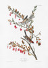 Tree Sparrow From Birds of America