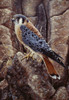 Blue Hawk Poster Print - Jeff Tift
