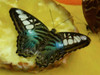 Butterfly on Pineapple Poster Print - GST