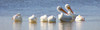 White Pelicans Poster Print - GST