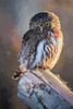 Northern Pygmy Owl Poster Print - Max Hayslette