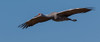 Sandhill Crane In Flight Poster Print - Online Galloimages