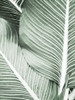 Palm Print 1 Poster Print - Kimberly Allen