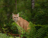 Mountain Lion With Ferns Poster Print - Online Galloimages
