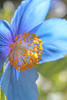 Blue Himalayan Poppy Flower Poster Print - Jennie Marie Schell