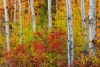 Canada- Manitoba. Autumn colors Hecla-Grindstone Provincial Park. Poster Print - Gallery Jaynes