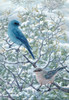 Winter Sage-Mt Bluebirds Poster Print - Jeff Tift