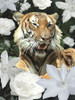 Floral Tiger Poster Print - Diane Stimson