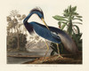 Louisiana Heron From Birds of America