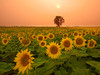 Canada- Manitoba- Dugald. Field of sunflowers and cottonwood tree at sunset. Poster Print - Gallery Jaynes