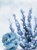 Blue Coral 2 Poster Print - Kimberly Allen