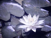 Metallic Lily Pads Poster Print - GST