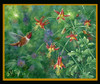 Rufous Hummingbird Poster Print - Jeff Tift