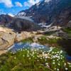 Scheuchzers cotton grass-Gurgler Ferner-Otztal Alps-Europe- Austria- Tyrol Poster Print - Martin Zwick