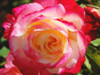 Rose in Sunshine Poster Print - GST