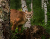 Inquistive Mountain Lion Poster Print - Online Galloimages