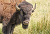 Buffalo Bison in Field Poster Print - Jennie Marie Schell