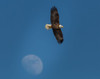 Eagle And Moon Poster Print - Online Galloimages