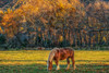 Cades Cove Horses At Sunset Poster Print - Online Galloimages
