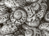 Silver Button Shells Poster Print - GST