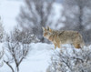 Coyote In Snow Poster Print - Online Galloimages
