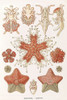 Haeckel Asteridea Poster Print - GST
