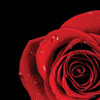 Pop of Red Rose Poster Print - Donnie Quillen