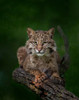 Bobcat Poses On Tree Branch 2 Poster Print - Online Galloimages