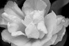 Tulip Flower Macro Black and White 4 Poster Print - Jennie Marie Schell