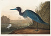 Blue Crane or Heron From Birds of America
