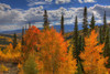 Autumn Fire At Ohio Pass Poster Print - Bill Sherrell