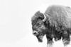 Buffalo Bison Black and White Poster Print - Jennie Marie Schell