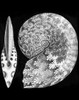 Haeckel Ptychites Poster Print - GST