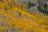 Autumn Canyon Poster Print - Bill Sherrell