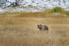 Young Grizzly In Yellowstone Poster Print - Online Galloimages