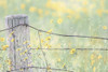 Wildflowers By Fence Post Color Poster Print - Jennie Marie Schell