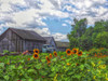 Barns n Bloom Poster Print - GST
