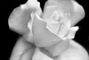 Rose Flower Macro Black and White 3 Poster Print - Jennie Marie Schell