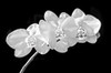 Orchid Flowers Black and White Poster Print - Jennie Marie Schell