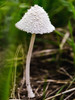 Mushroom 1 Poster Print - Rachel Lee