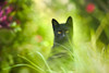 Black Cat Poster Print - Ben Heine