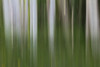 Aspen Forest In The Spring-Version 1 Poster Print - Bill Sherrell