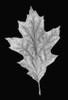 Leaf Black and White 3 Poster Print - Jennie Marie Schell