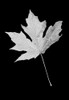 Leaf Black and White 1 Poster Print - Jennie Marie Schell