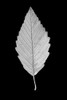 Leaf Black and White 2 Poster Print - Jennie Marie Schell